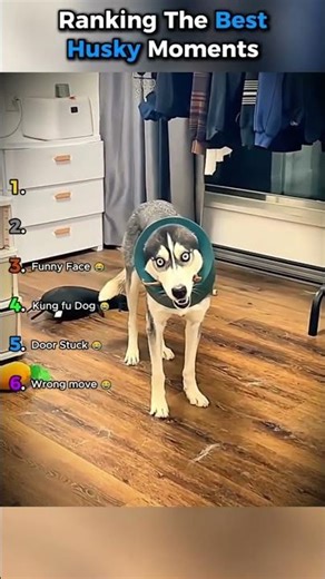 Ranking The Best Husky Moments #shorts #ranked