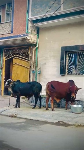 Phir sa Intezar kro in Dino ka 🥹💔 #mandi2026 #seasonend2026 #fsdmandi