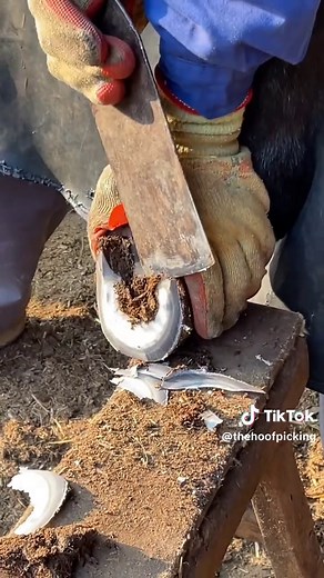 thehoofpicking on TikTok
