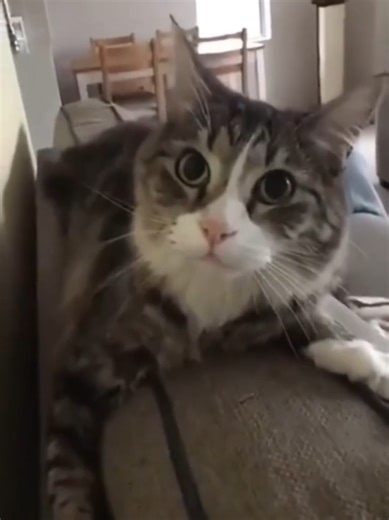 Hilarious Cat Reactions to Surprising Noises and Movements