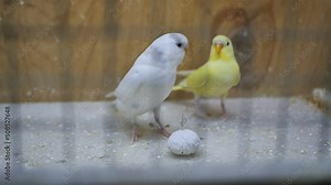 two parrots green and white are in a cage and a white parrot pecks a stone with its beak