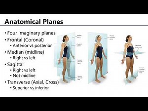 Anatomical Regions, Directions, and Planes