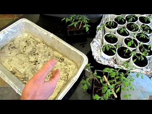 60 Seconds or Sow: How to Use Foil Trays for Easy Garden Plant Management - The Rusted Garden 2013