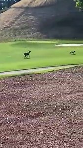 DEER CHASING COYOTE: Thanks to Tony Stefani for capturing this video of three deer chasing a coyote (you heard that right!) into the woods near the 18th hole of the Blackhawk Country Club in Danville. | KTVU Fox 2
