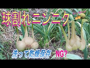 球割れニンニクを収穫し、水洗いして乾燥保存しました