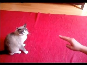 How to hypnotize a cat!!! Como hipnotizar um gato!!!
