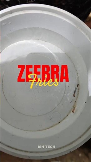 Surprising Zebra Fry: Why Do They Look Different? 🐠