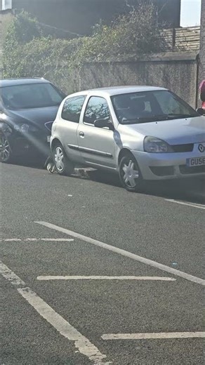cat runs after the postman #cat #mailman
