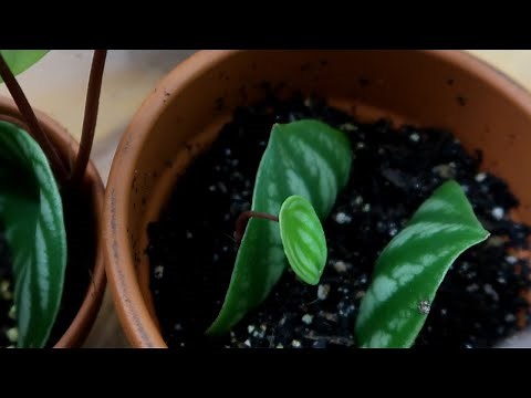 Watermelon Peperomia Complete Care + Propagation Guide