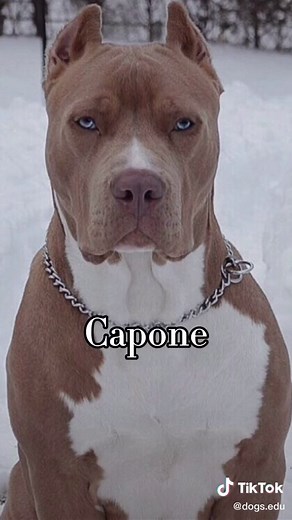 Is your dog intimidating to others? #fyp #badass #dogs #badassdogs #foryoupage