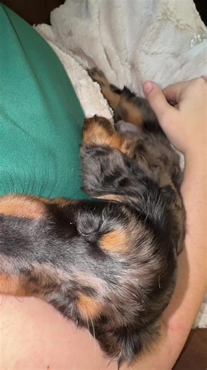 Momma said it’s nap time, so here I am… gettin’ rocked like the spoiled little dapple prince I am. One wiggle, two sighs, and boom—out like a light. Livin’ that snuggle lifestyle, baby. 😴💤✨ #HawkTheDoxie #DappleDude #WeenieDogLife #NapTimeVibes #dachshunddrama