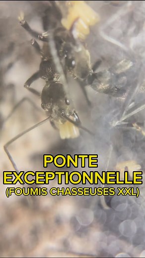 Giga ponte chez mes fourmis chasseuses XXL (vidéo macro des œufs et ouvrières) 😵📈🐜 | #terrarium #fourmis #animaux | Gigafourmis