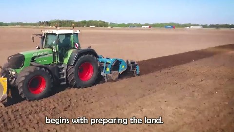 Maximizing Blackberry Harvests: Techniques and Tools