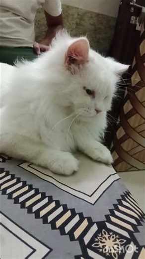 मेरा cute simbha ♥️🤗🤗🤗🤗 #catshorts #cat #persiancat #catlovers #trending #viral #shortsviral