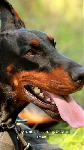 Doberman Guard Dogs: The Unmatched Defender Revealed! #GuardDog #Doberman