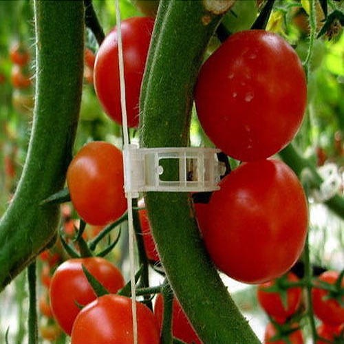 Tomato Plant Clips - Online Hydroponics Shop