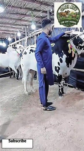 Cow : Fath e Janghi Farm #shorts #cow #cowbenifiteid