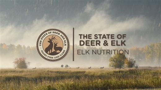 Fish and Game Regional Wildlife Habitat Biologist, Deborah Monzingo, discusses the importance of elk nutrition and the role it plays in population management. - See more from our State of Deer and Elk series: https://idfg.idaho.gov/stateofdeerandelk | Idaho Fish and Game (IDFG)