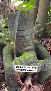 These step ants are crazy #ANTS | Jaden Sprinz