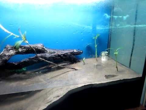 Tidal Mudflat Aquarium - mudskippers