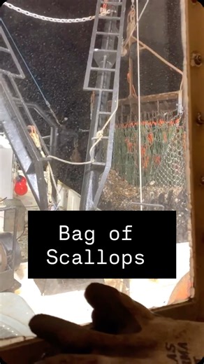 2.4K views · 592 reactions | Flashback to December 7th 2019 Scalloping in the Elephants Trunk off Cape May,NJ making 40 min tows getting ready for some nasty winter weather that was in the forecast. #sea #scallops #seafood | Scallop Shack Farms | Facebook