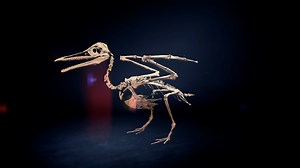 Twin Cities PBS – Watch Now