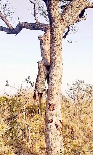 LEOPARD'S TREE TOP FEAST! Gazelle Dragged Up Alive & Devoured