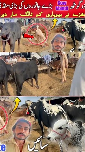 Dangerous cow Hit Man in Mandi #viral #dengerous #cow #video