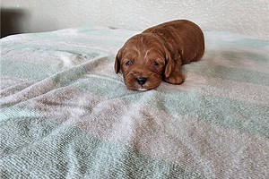 Octavia - Cavapoo Puppy 6E2400