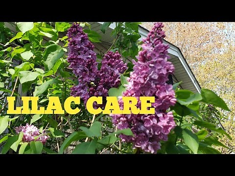 Lilac Care