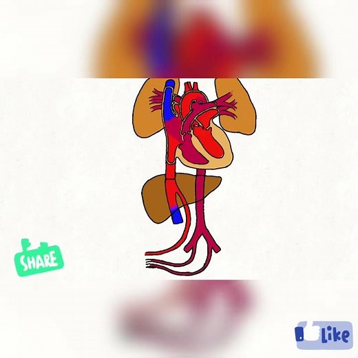 Fetal circulation animations #Paediatrics #quickrevison #Fetalcirculation #Embryology