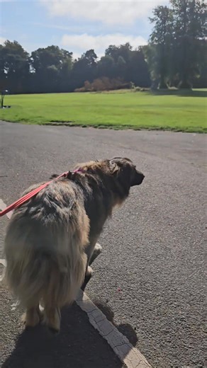 Proof that positive only training doesn't work. The use of "balanced" training using prong collars, shock collars or grot collars is always necessary. | Glasgow Dog Trainer and Behaviour Consultant
