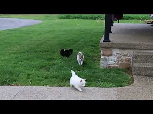 Pomeranian Mix Puppies For Sale