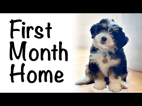 Bernedoodle puppy: first month home (8-12 weeks)