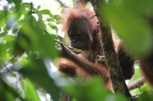 Wild vs. Captive: How Setting Shapes Orangutan Behavior | Plants And Animals