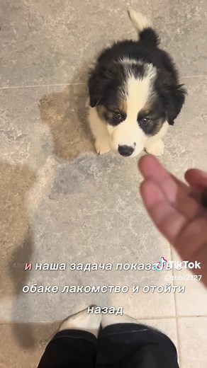 Effective Border Collie Training Techniques