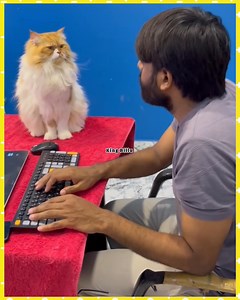 Billu Funny Videos 😂🤣 Animals Funny Videos 😂🤣 #reelsviralシfb #catfunnyreels #facebookreelsviral #viralreelsfacebook #trendingreel #viralcat #viralphoto #catfunnyvideos #kingbillu #facebookviral #animalfunnyvideos #funnyvideos #comedyvideos #catfunnymoments #catcomedy #fightnight #tv #huntingseason #gamingevent #groupchallenge #rain #videogame #christmas #petfriendly #joke | King Billu