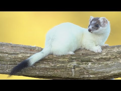 Going Ermine: How Stoats Turn White For Winter | Discover Wildlife | Robert E Fuller
