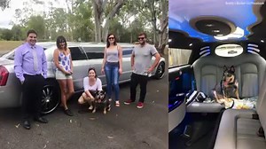 Buddy made the most of his life with an epic doggy bucket list. His owner is finishing the list just days after Buddy’s death by donating his toys to local animal shelters. | ABC30 Action News