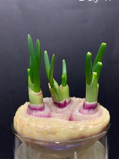 How to Regrow Your Greens at Home: Easy Steps