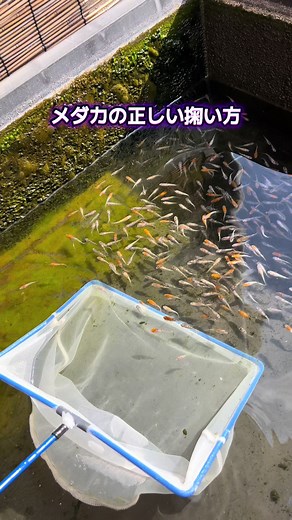 メダカの正しい掬い方と飼育方法