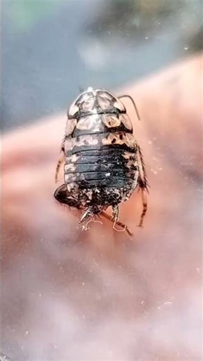 Harlequin Cockroach (Neostylopyga_rhombifolia)#cockroach#entomology#roaches#blattidae#zoologyshorts