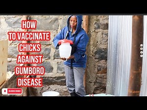 How I Give GUMBORO Vaccine (Infectious Bursal Disease) To our chicks