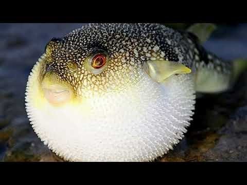 30 deadliest animals attacks Showdowns Ever Caught on Camera | Wild animal Documentary