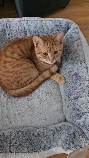 The best loop with Hennessy #music #cat