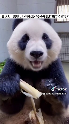 お腹がすいた。#パンダ #可愛い動物 #上野動物園