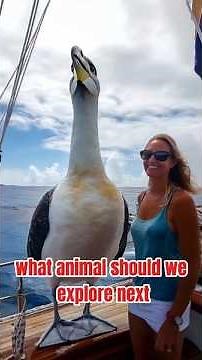 The Most Mysterious Bird of the Sea – Incredible Albatross Facts