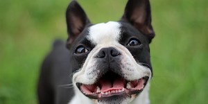 These Short-Haired Dogs Make For Low Maintenance Pets