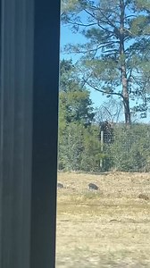 Wildest thing I’ve ever seen: feral hogs on I-95 😆 #wildthing #feralhogs #Georgia Field & Stream Fox News LandTrust Hunting Old Row Outdoors Georgia Outdoor News Magazine Wildlife Resources Division - Georgia DNR The Atlanta Journal-Constitution WJXT4 The Local Station / News4JAX | Gabriella Hoffman