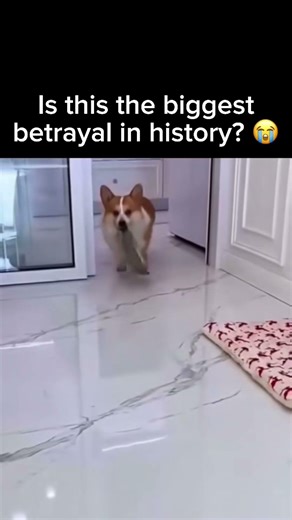 Why did he do that 😭